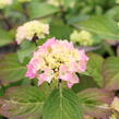 Hortenzie velkolistá So Long 'Ebony' - Hydrangea macrophylla So Long 'Ebony'