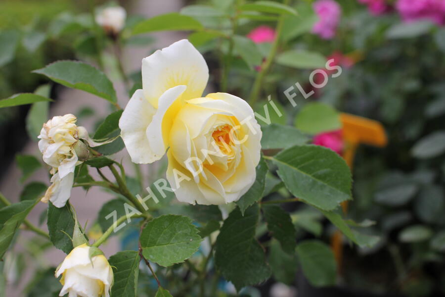 Anglická růže Davida Austina 'The Pilgrim' - Rosa S 'The Pilgrim'