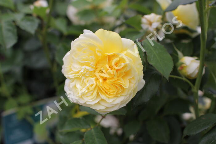 Anglická růže Davida Austina 'The Pilgrim' - Rosa S 'The Pilgrim'