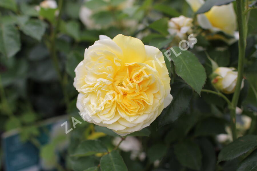 Anglická růže Davida Austina 'The Pilgrim' - Rosa S 'The Pilgrim'