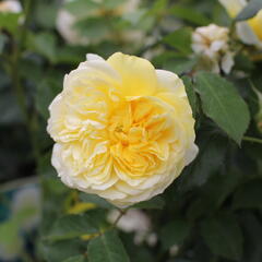 Anglická růže Davida Austina 'The Pilgrim' - Rosa S 'The Pilgrim'