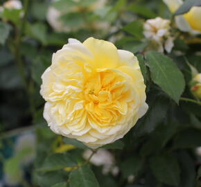 Anglická růže Davida Austina 'The Pilgrim' - Rosa S 'The Pilgrim'