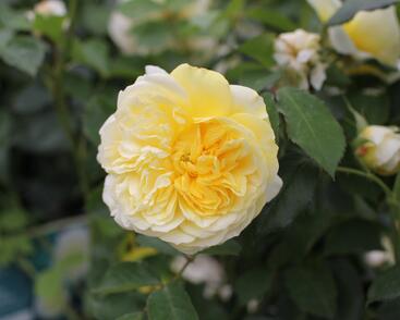 Růže anglická David Austin 'The Pilgrim'