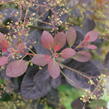 Ruj vlasatá 'Magical Red Fountain' - Cotinus coggygria 'Magical Red Fountain'
