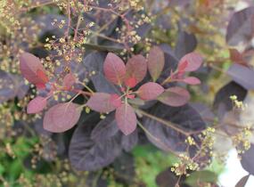 Ruj vlasatá 'Magical Red Fountain' - Cotinus coggygria 'Magical Red Fountain'