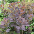 Ruj vlasatá 'Magical Red Fountain' - Cotinus coggygria 'Magical Red Fountain'