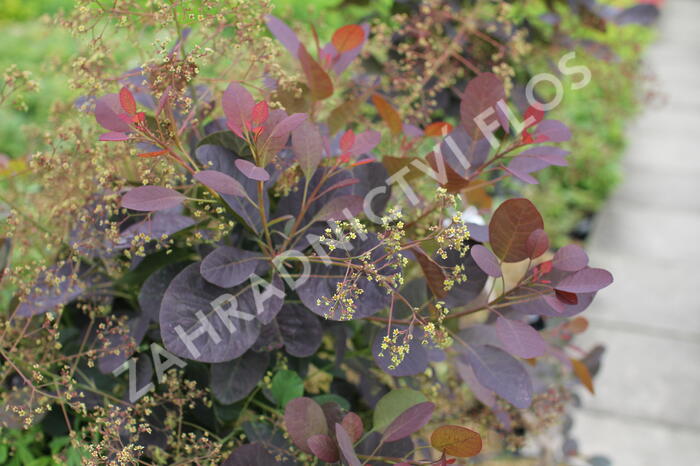 Ruj vlasatá 'Magical Red Fountain' - Cotinus coggygria 'Magical Red Fountain'