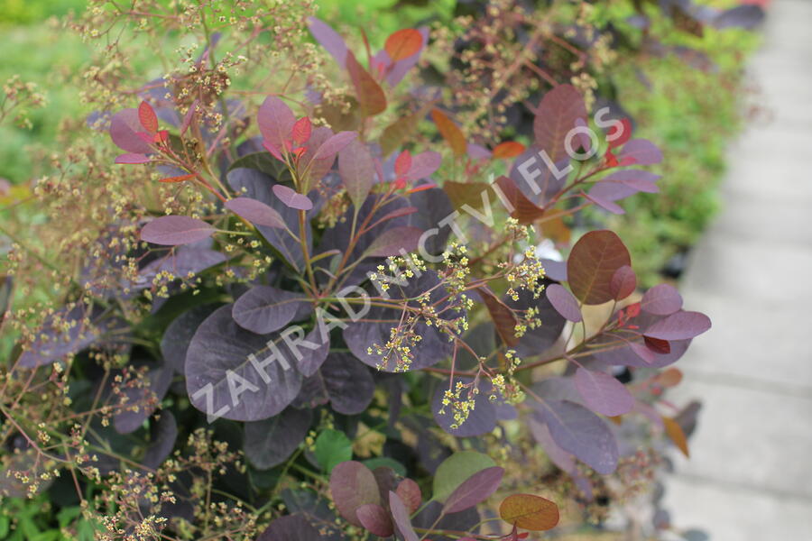 Ruj vlasatá 'Magical Red Fountain' - Cotinus coggygria 'Magical Red Fountain'