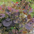Ruj vlasatá 'Magical Red Fountain' - Cotinus coggygria 'Magical Red Fountain'