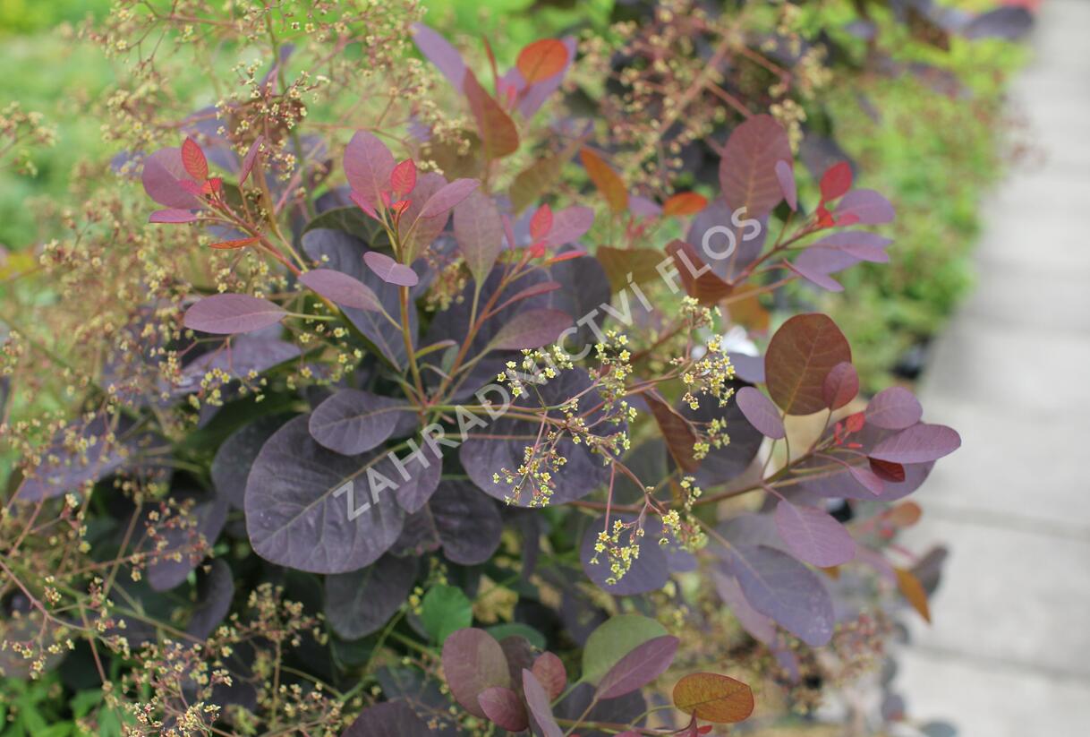 Ruj vlasatá 'Magical Red Fountain' - Cotinus coggygria 'Magical Red Fountain'