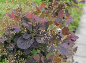 Ruj vlasatá 'Magical Red Fountain' - Cotinus coggygria 'Magical Red Fountain'