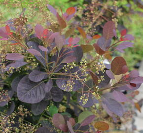 Ruj vlasatá 'Magical Red Fountain' - Cotinus coggygria 'Magical Red Fountain'