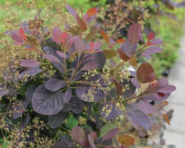 Ruj vlasatá 'Magical Red Fountain'