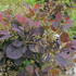Cotinus coggygria 'Magical Red Fountain'.JPG
