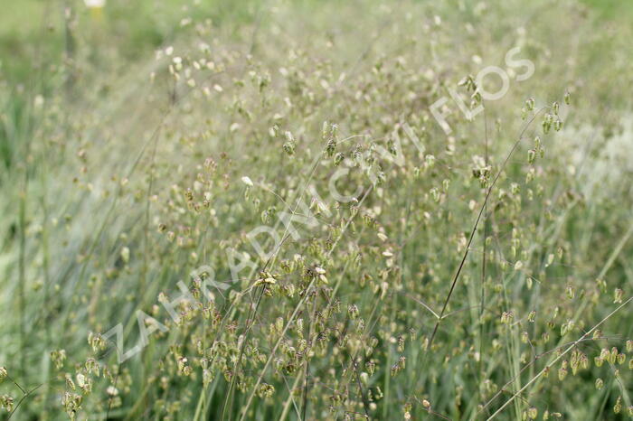 Třeslice prostřední - Briza media
