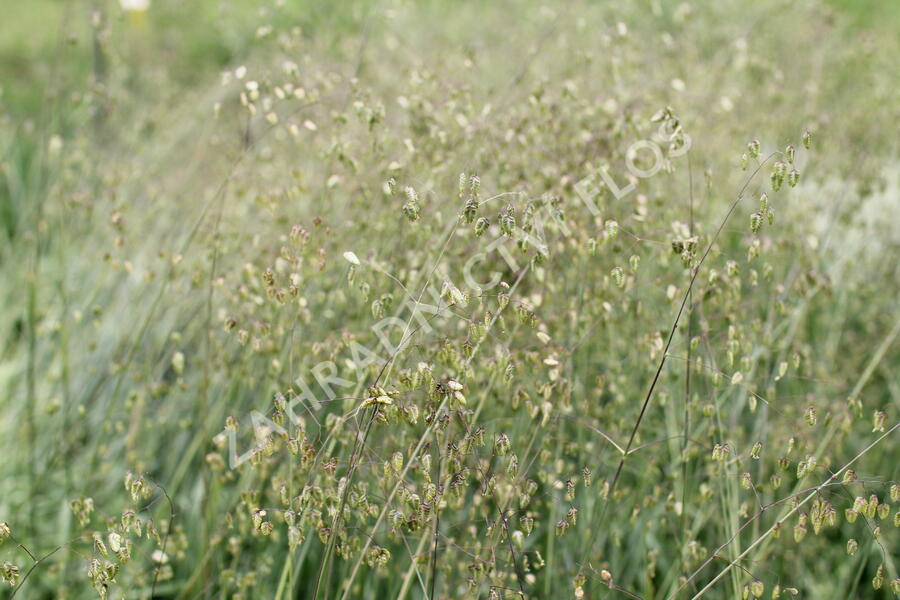 Třeslice prostřední - Briza media