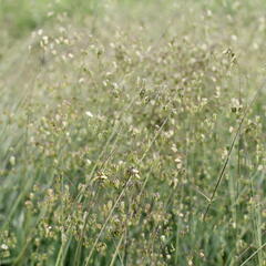 Třeslice prostřední - Briza media