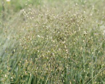 Třeslice prostřední