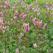 Krvavec Menziesův 'Wake Up' - Sanguisorba menziesii 'Wake Up'