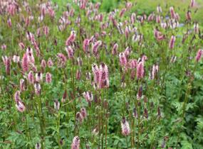 Krvavec Menziesův 'Wake Up' - Sanguisorba menziesii 'Wake Up'