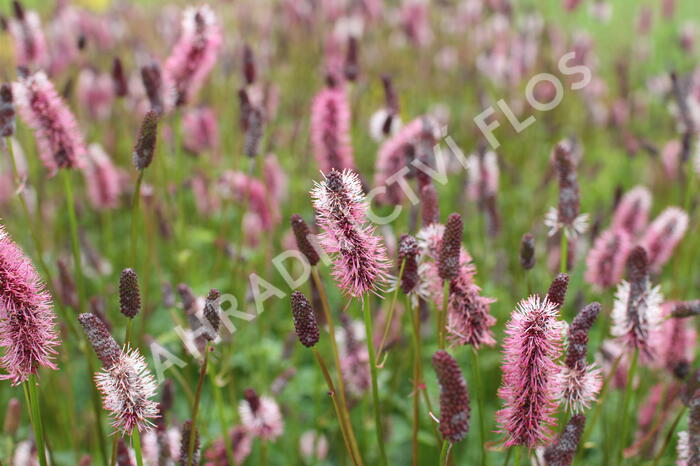 Krvavec Menziesův 'Wake Up' - Sanguisorba menziesii 'Wake Up'