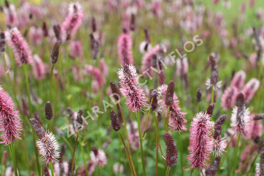 Krvavec Menziesův 'Wake Up' - Sanguisorba menziesii 'Wake Up'