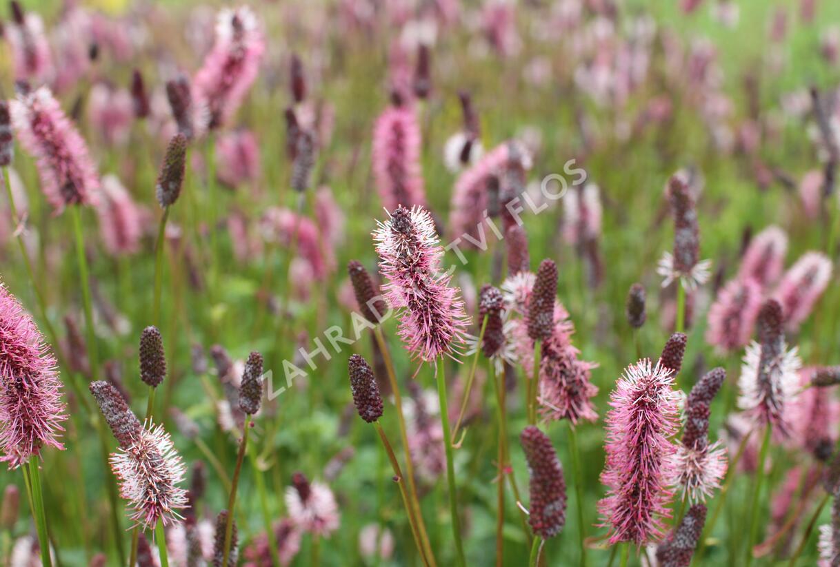 Krvavec Menziesův 'Wake Up' - Sanguisorba menziesii 'Wake Up'
