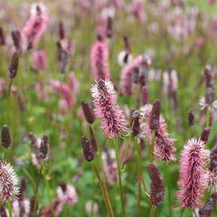 Krvavec Menziesův 'Wake Up' - Sanguisorba menziesii 'Wake Up'