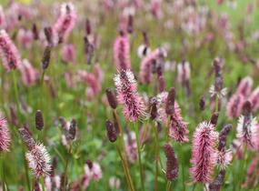 Krvavec Menziesův 'Wake Up' - Sanguisorba menziesii 'Wake Up'
