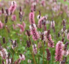 Krvavec Menziesův 'Wake Up' - Sanguisorba menziesii 'Wake Up'