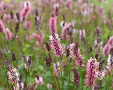 Krvavec Menziesův 'Wake Up'