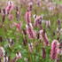Sanguisorba menziesii 'Wake Up'.JPG