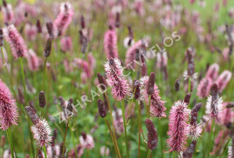 Krvavec Menziesův 'Wake Up' - Sanguisorba menziesii 'Wake Up'