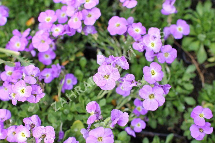 Tařička kosníkovitá 'Axcent Light Blue' - Aubrieta deltoides 'Axcent Light Blue'