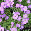 Tařička kosníkovitá 'Axcent Light Blue' - Aubrieta deltoides 'Axcent Light Blue'