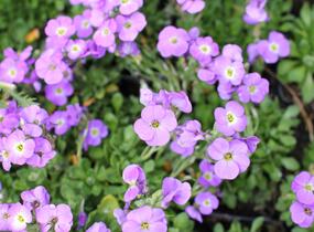 Tařička kosníkovitá 'Axcent Light Blue' - Aubrieta deltoides 'Axcent Light Blue'