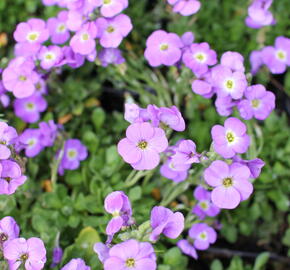 Tařička kosníkovitá 'Axcent Light Blue' - Aubrieta deltoides 'Axcent Light Blue'