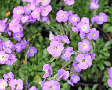 Tařička kosníkovitá 'Axcent Light Blue'