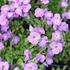 Aubrieta deltoides 'Axcent Light Blue'.JPG