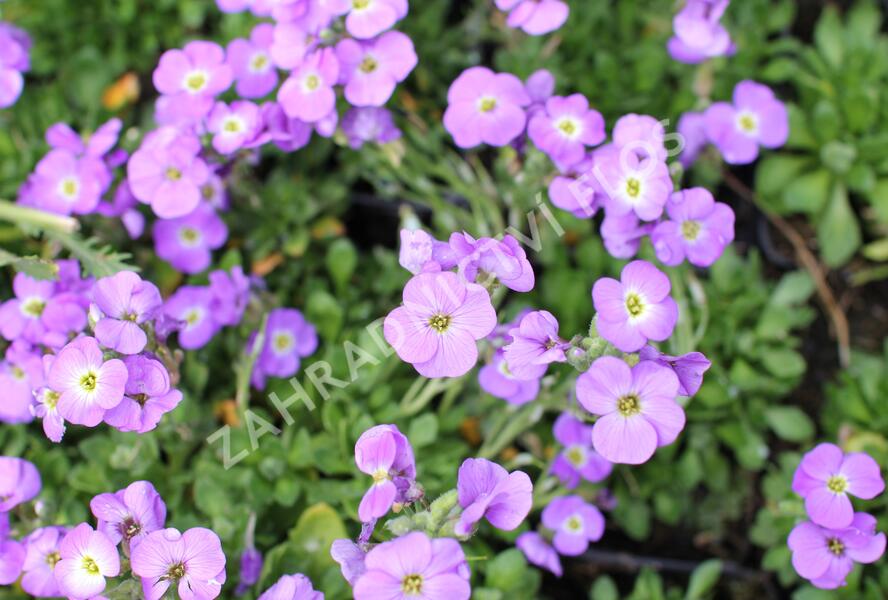Tařička kosníkovitá 'Axcent Light Blue' - Aubrieta deltoides 'Axcent Light Blue'