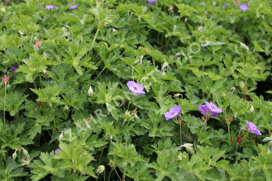 Kakost 'Kelly-Anne' - Geranium wallichianum 'Kelly-Anne'