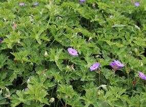 Kakost 'Kelly-Anne' - Geranium wallichianum 'Kelly-Anne'