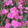 Hvozdík sivý 'Grandiflorus' - Dianthus gratianopolitanus 'Grandiflorus'