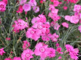 Hvozdík sivý 'Grandiflorus' - Dianthus gratianopolitanus 'Grandiflorus'