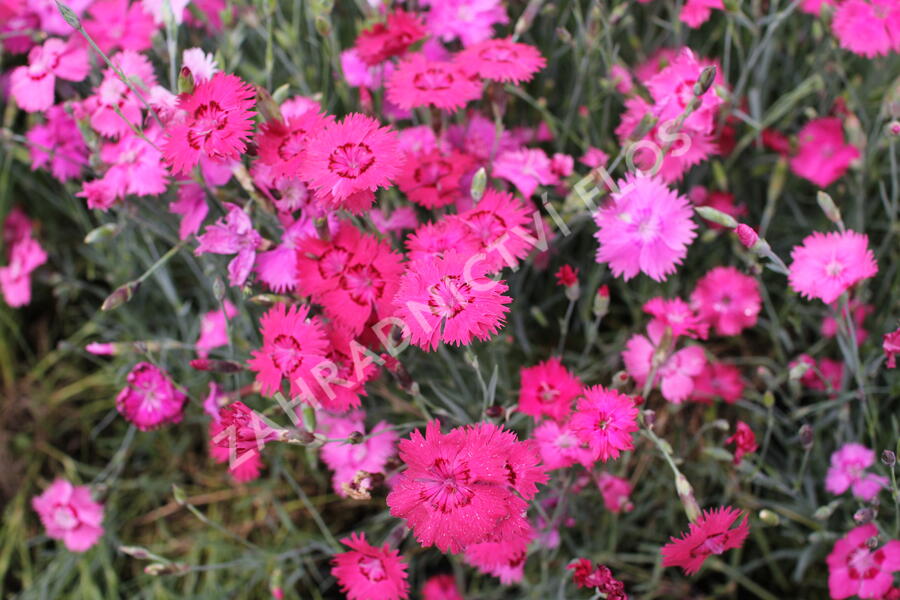 Hvozdík sivý 'Grandiflorus' - Dianthus gratianopolitanus 'Grandiflorus'