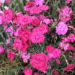 Hvozdík sivý 'Grandiflorus' - Dianthus gratianopolitanus 'Grandiflorus'
