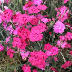 Hvozdík sivý 'Grandiflorus' - Dianthus gratianopolitanus 'Grandiflorus'