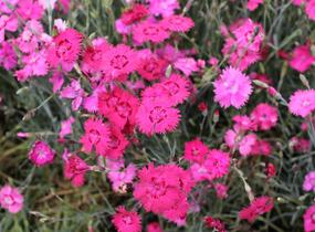Hvozdík sivý 'Grandiflorus' - Dianthus gratianopolitanus 'Grandiflorus'