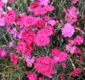 Hvozdík sivý 'Grandiflorus' - Dianthus gratianopolitanus 'Grandiflorus'