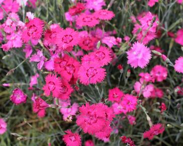 Hvozdík sivý 'Grandiflorus'